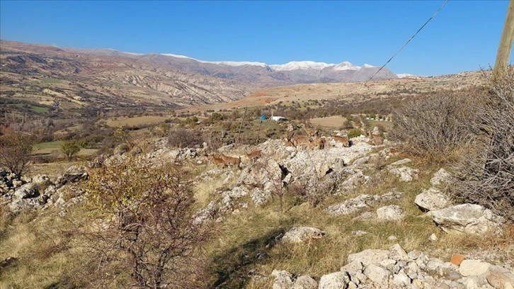 Tunceli'de koruma altındaki yaban keçileri yerleşim yerine indi