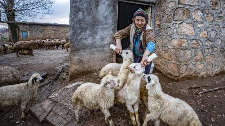 Tunceli'de köylüler 'baharın müjdecisi' oğlak ve kuzulara özenle bakıyor