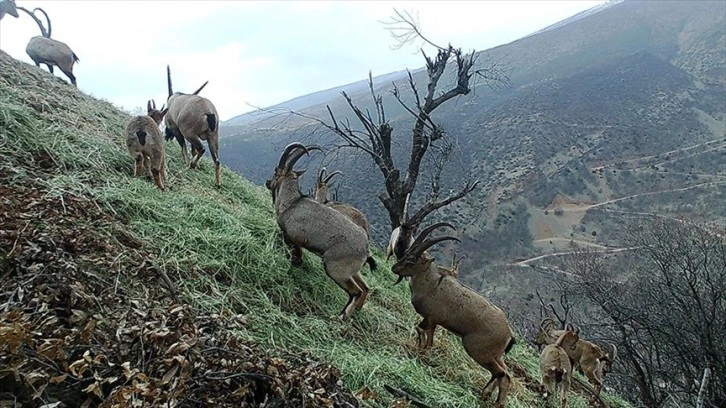 Tunceli'de yaban hayatı fotokapanla görüntülendi