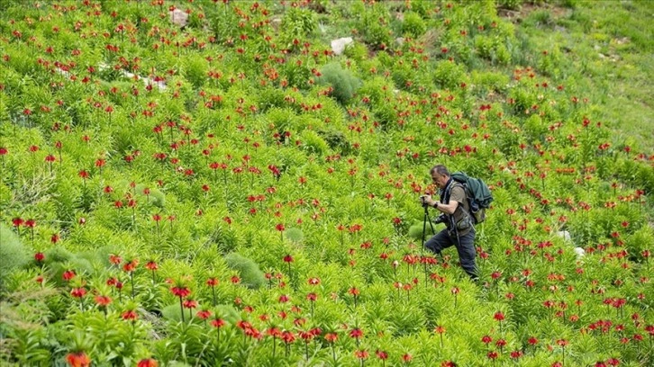 Tunceli'nin dağlarında ters lalelerin manzarası eşliğinde doğa gezisi yapıyorlar