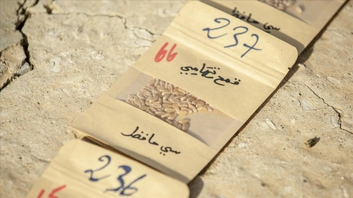 Tunuslu çiftçi ithal tohum bağımlılığına karşı yerel tohumlara 