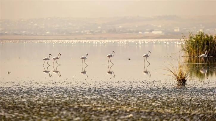Tunus’ta allı turnaların göç yolundaki Sicumi Göleti çevre kirliliğinin tehdidi altında