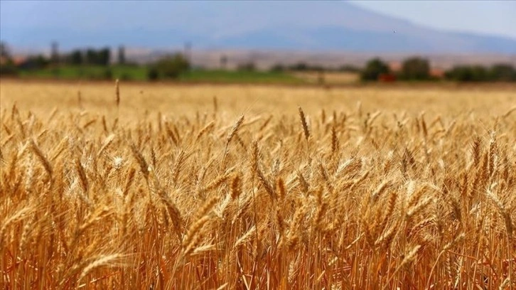 Türk buğday sektörü için kapsamlı yol haritası geliştirildi