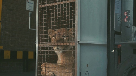 Turkish Cargo sirk aslanlarını doğal yaşama alanlarına ücretsiz taşıdı