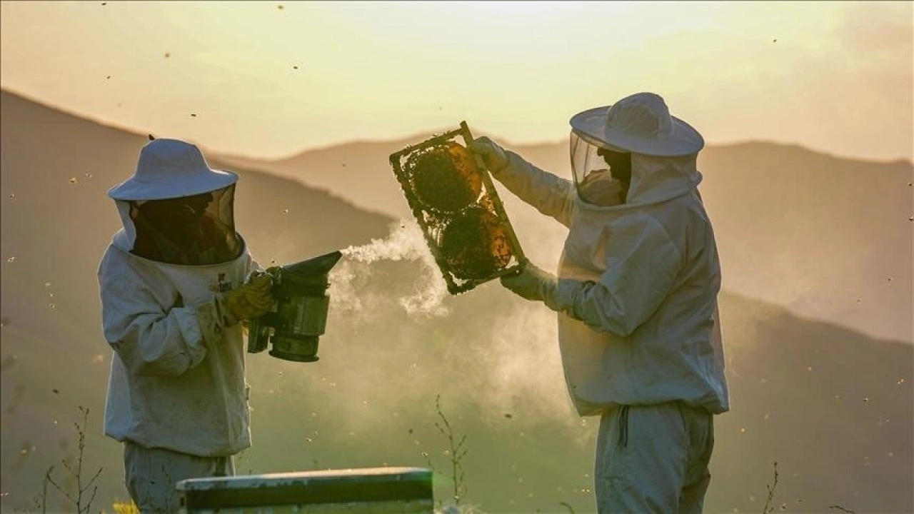 Türkiye'de kışlama döneminde arı ölümleri artıyor