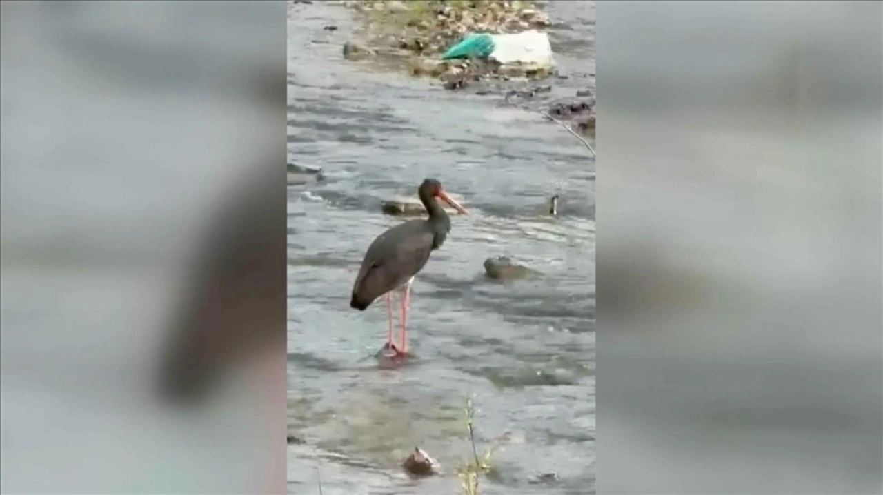 Türkiye'de nadir görülen kuş türlerinden kara leylek Karabük'te görüntülendi