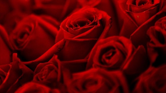 Türkiye'den Sevgililer Günü için 22 ülkeye 70 milyon dal kesme çiçek gönderildi