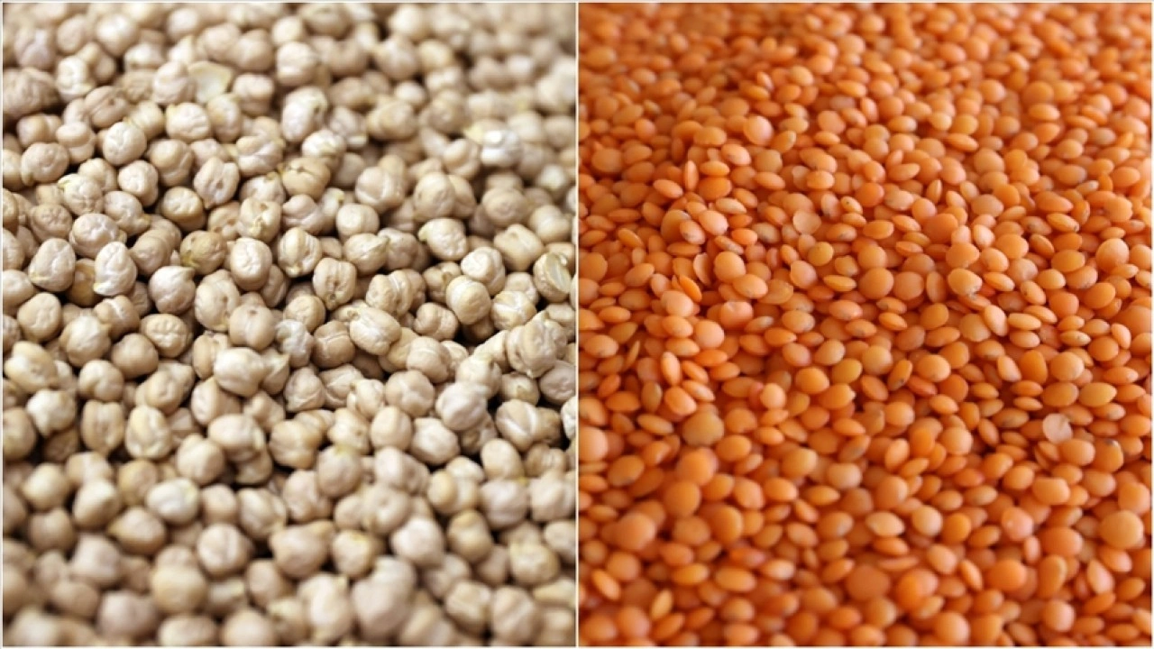 Türkiye-FAO öncü oldu, Nijerya'da ilk kez denenen nohut ve mercimek üretimi başarıya ulaştı