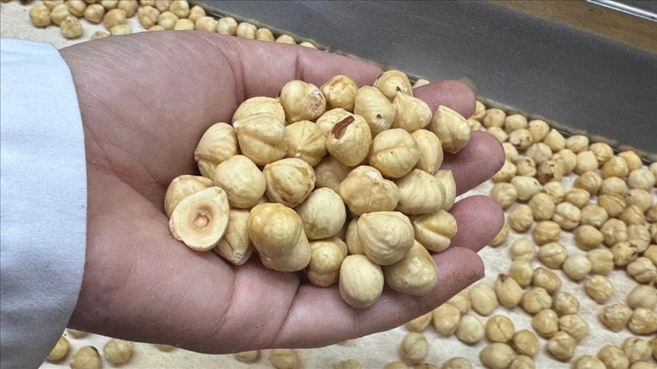 Türkiye, fındık ihracat sezonunun ilk iki ayında 351 milyon doları aşkın gelir sağladı