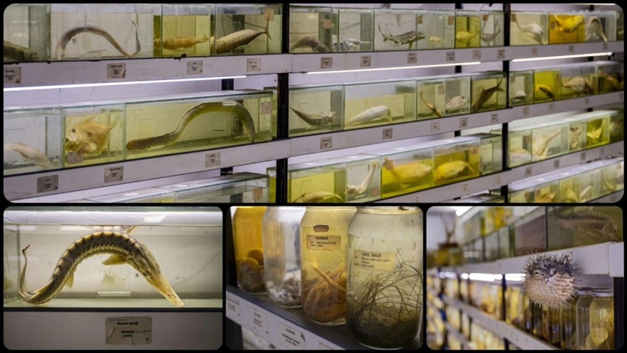 Türkiye'nin denizlerinde yaşayan balık türlerindeki azalma alarm veriyor