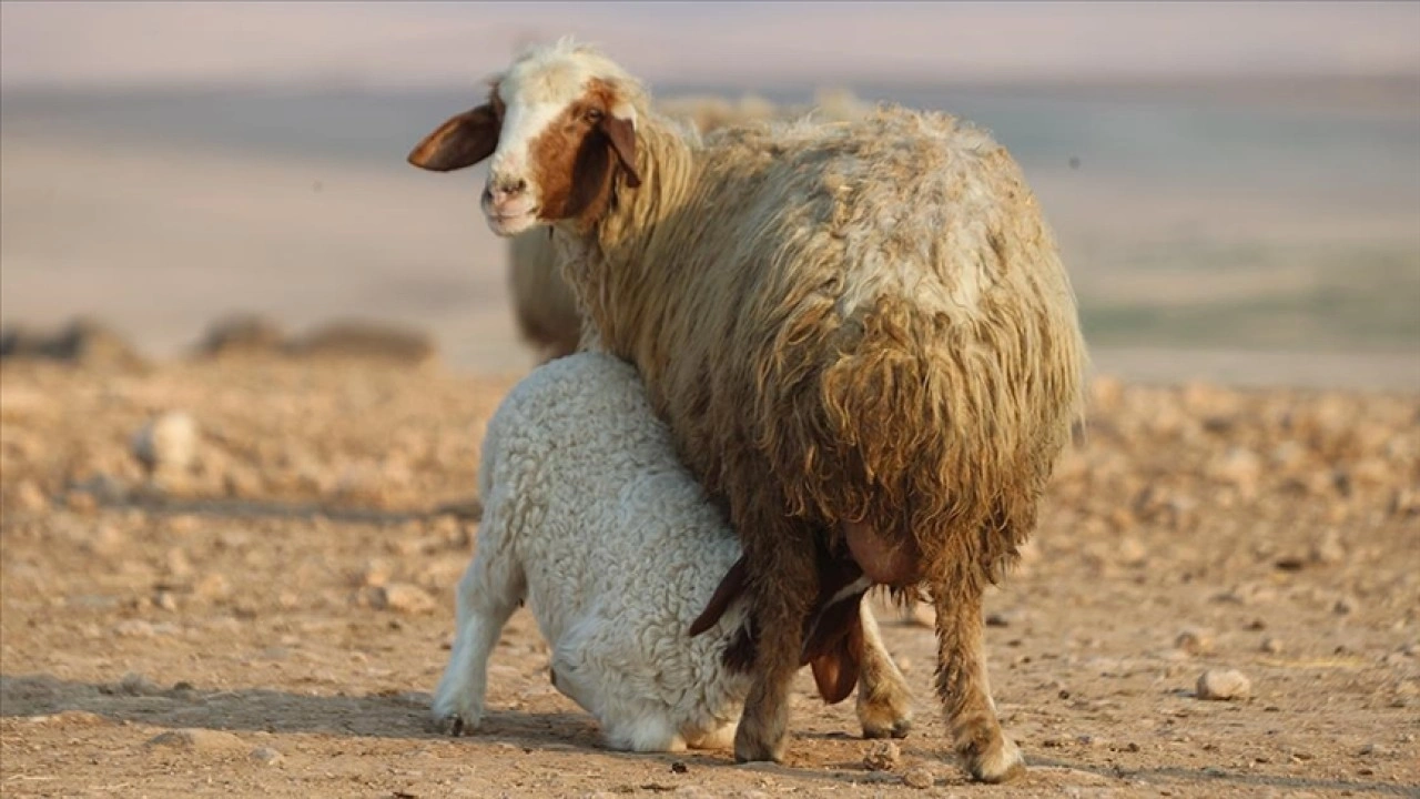 T&uuml;rkiye'nin dev işletmesinde 60 bin kuzu d&uuml;nyaya geldi
