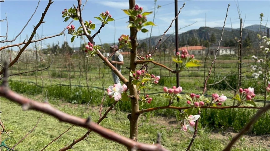 T&uuml;rkiye'nin elma bah&ccedil;esi Isparta'da zirai dona karşı yerli &ccedil;eşitler geliştiriliyor