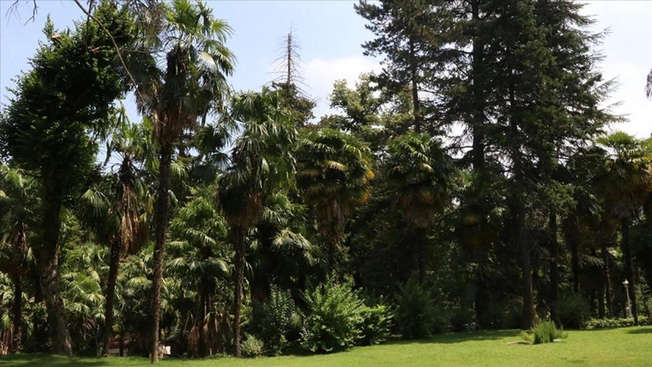 Türkiye'nin ilk arboretumu 66 tür ağaca ev sahipliği yapıyor