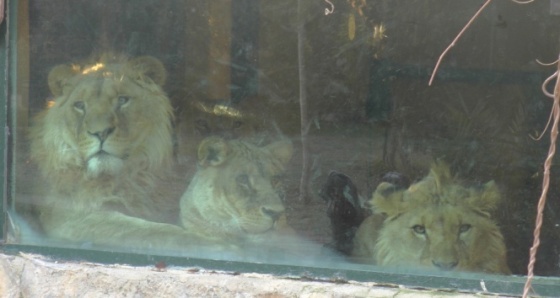 Türkiye’nin ilk üçüz aslanları Antalya’ya gönderildi
