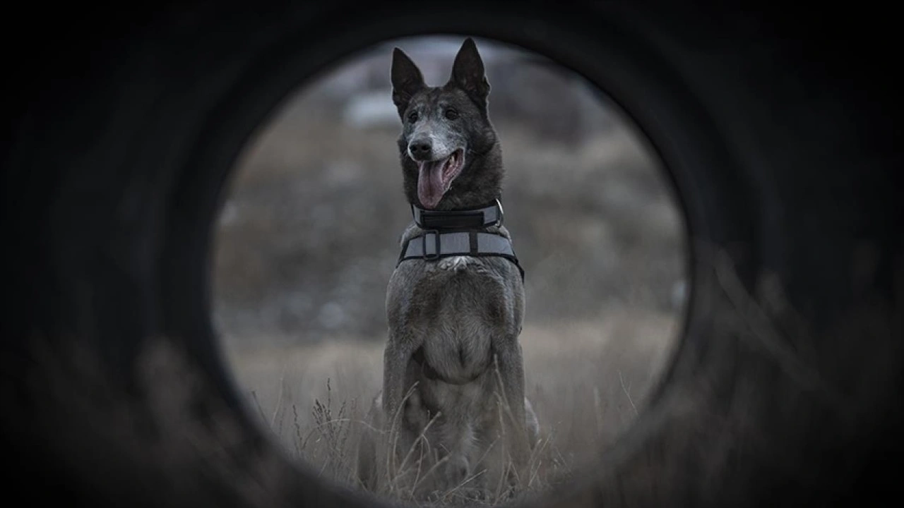 T&uuml;rkiye'nin sayılı kadavra k&ouml;peklerinden Melo depremden cinayete ekiplerin iz s&uuml;r&uuml;c&uuml;s&uuml;