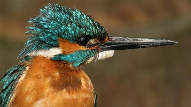 Türkiye'deki kuş türlerinden 120'sinin popülasyonu son 22 yılda artış gösterdi