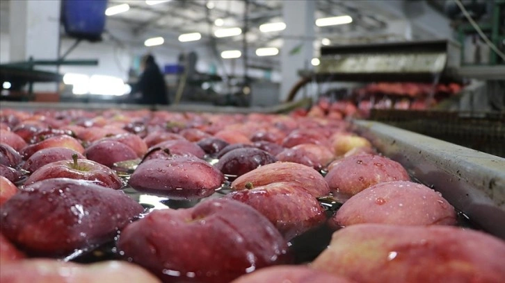 Türkiye'den 80 ülkeye 180 milyon dolarlık elma ihracatı