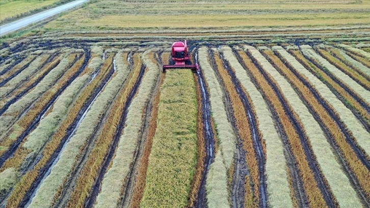 Türkiye'nin çeltik ambarı Edirne'de hasat mesaisi başladı