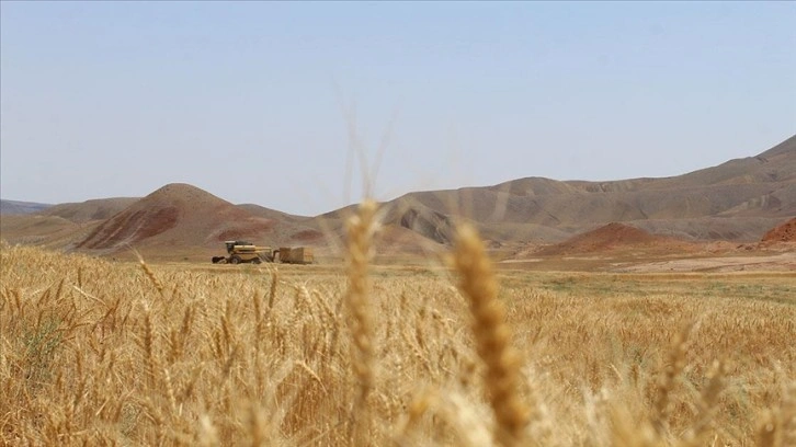 Türkiye'nin hasat sezonuna kadar yeterli buğdayı bulunuyor