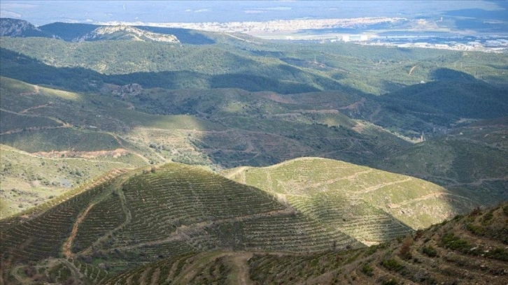 Türkiye'nin orman varlığı seferberliklerle artıyor