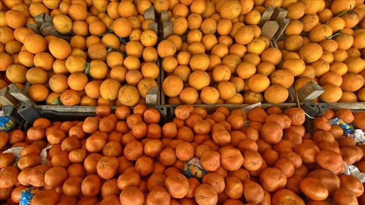 Türkiye'nin turunçgil ihracatı yılın ilk çeyreğinde yüzde 12 arttı
