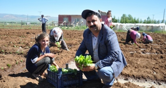 Tütün ekimleri sona erdi