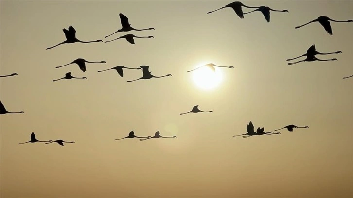 Tuz Gölü kuluçkalardan çıkan yavru flamingolarla şenlendi