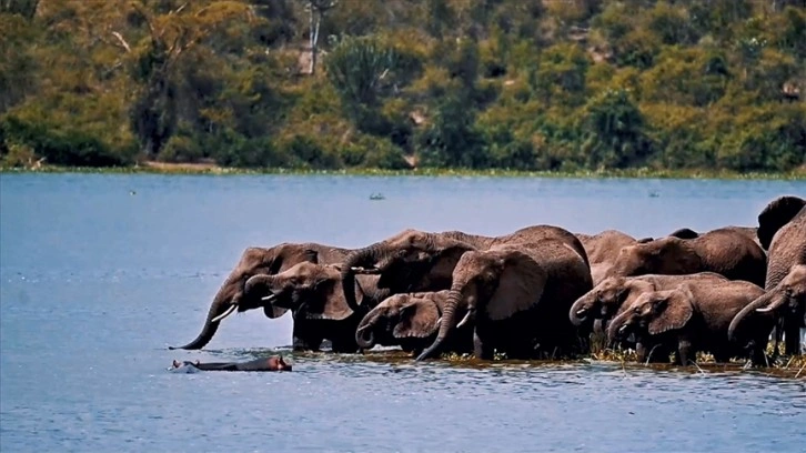 Uganda'daki park vahşi yaşamı keşfetmek isteyenlerin uğrak noktası oldu