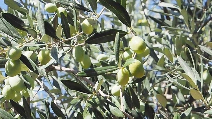 Ulusal Zeytin ve Zeytinyağı Konseyi Başkanı Tan'dan 2022-2023 rekolte tahmini açıklaması