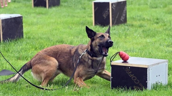 'Uluslararası Narkotik Dedektör Köpekler Şampiyonası' Ankara'da başladı
