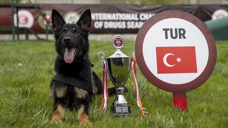 Uluslararası Narkotik Dedektör Köpekler Şampiyonası'nda Türkiye 