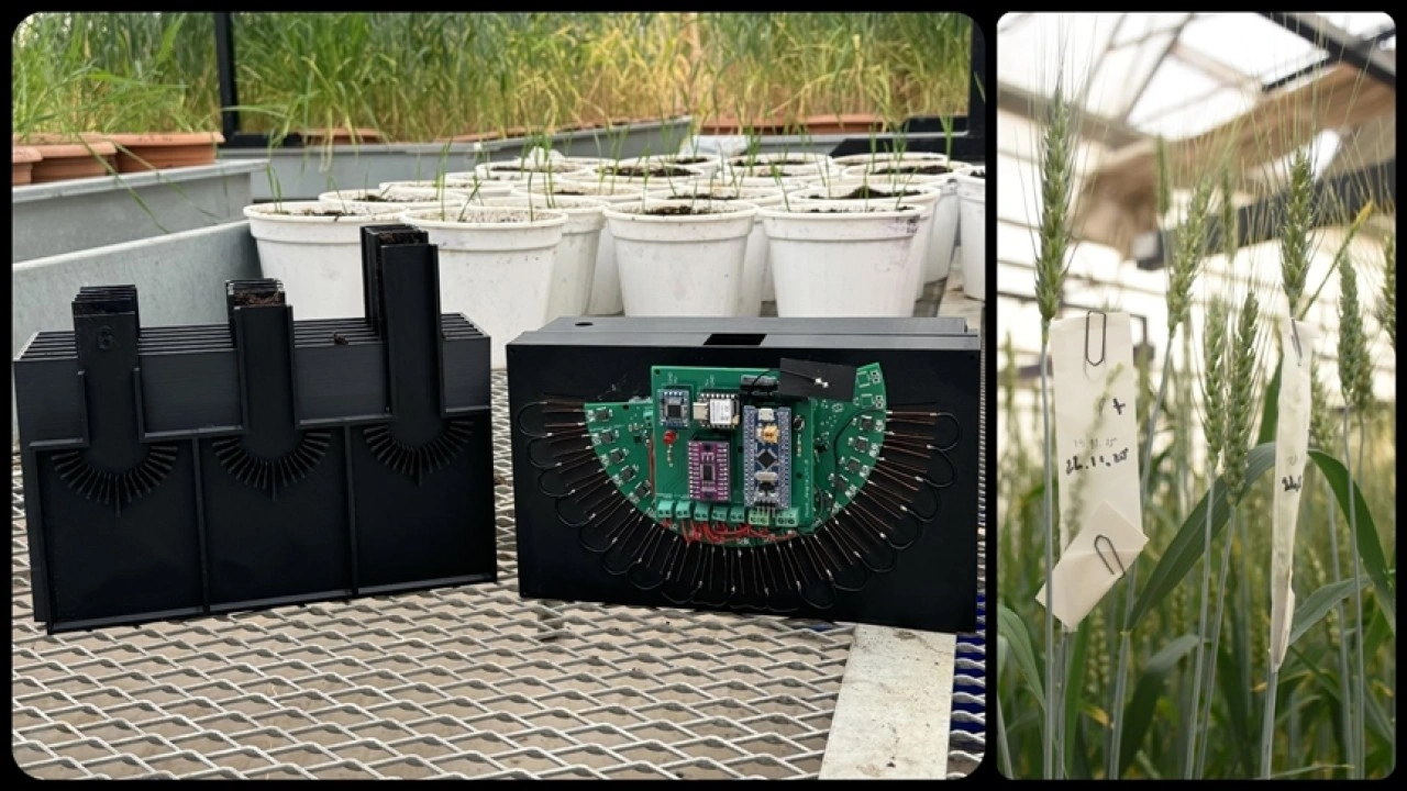 Üniversitede buğday kök açılarını ölçen cihaz geliştirildi