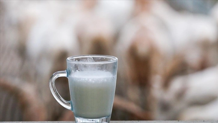 Üreticiden 'koyun, keçi sütü referans fiyatı da USK tarafından belirlensin' talebi