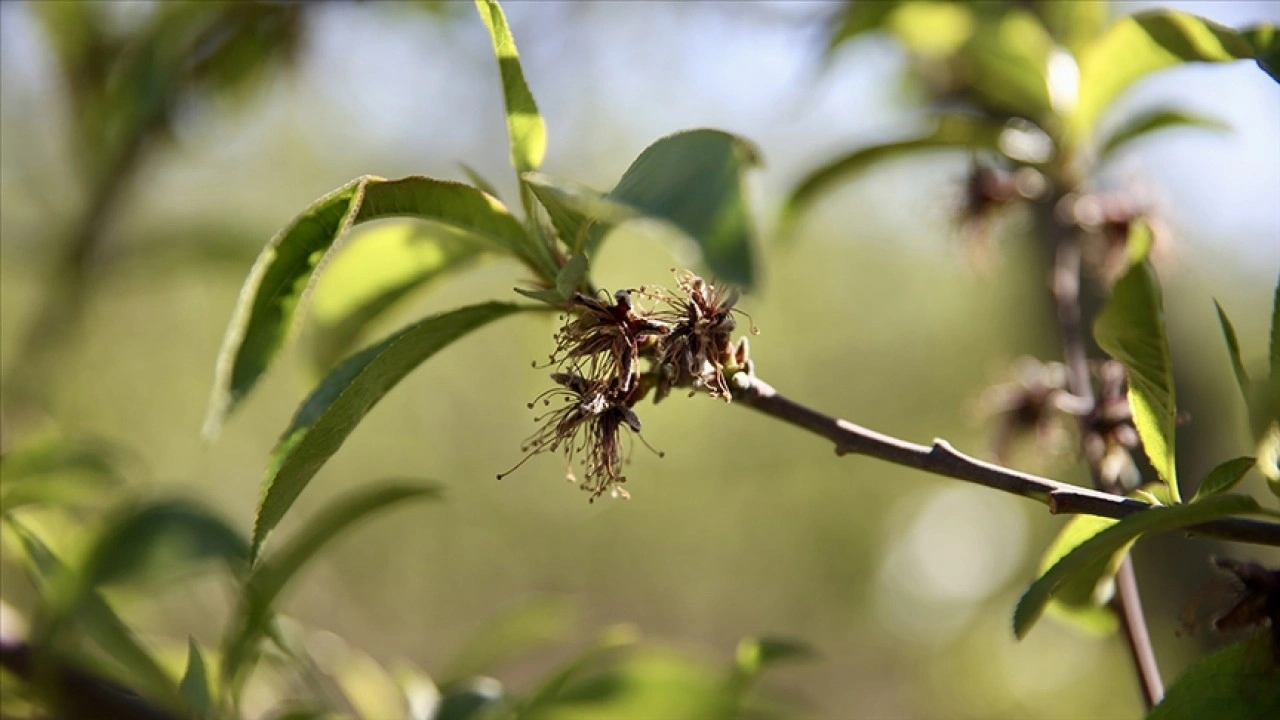 &Uuml;reticilere 221 milyon 150 bin lira zirai don desteği &ouml;demesi bug&uuml;n yapılacak