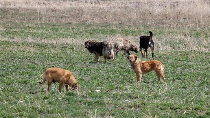 Urla'da 6 sahipsiz köpeğin zehirlenerek telef olması üzerine inceleme başlatıldı