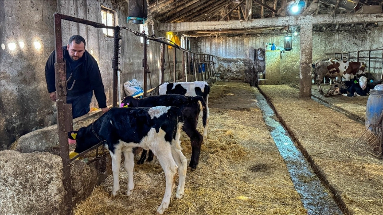 Uşak'ta 4 inekle hayvancılığa başlayan genç mühendis çiftliğini kurdu