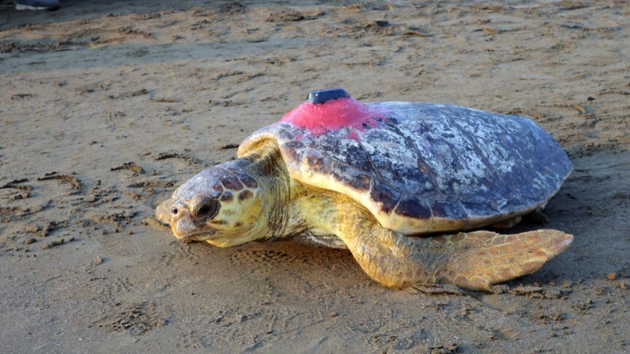 Uydu cihazıyla izlenen caretta caretta "Tuba" Bodrum a&ccedil;ıklarında hayatını s&uuml;rd&uuml;r&uuml;yor
