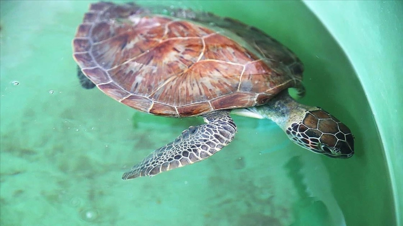 Uydu cihazıyla izlenen caretta caretta "Tuba" ikinci dünya turuna hazırlanıyor