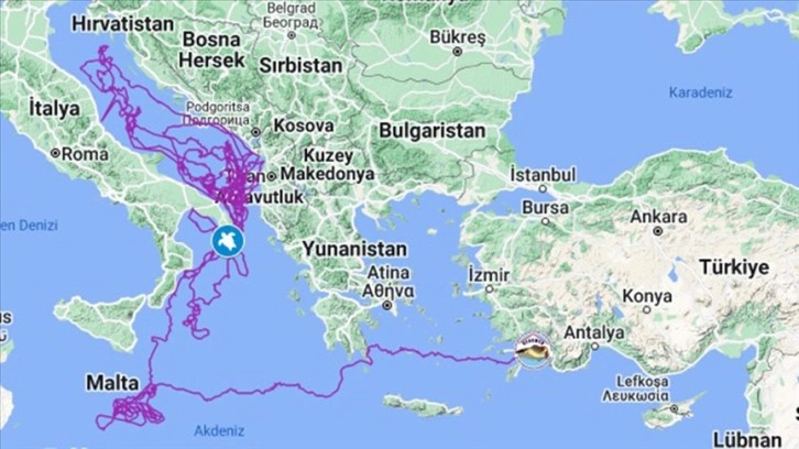 Uydu takibinde en uzun süre izlenen 'Caretta Caretta Tuba' 17 bin 500 kilometre yol gitti