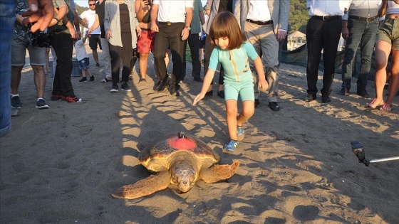 Uydu takip cihazı takılan 3 caretta caretta denize salındı