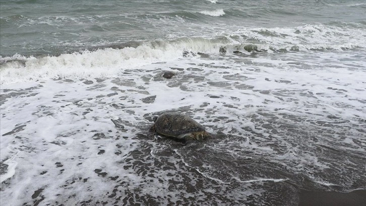 Uydudan izlenen caretta caretta 'Esin' 24 günlük yolculuğunun sonunda Mısır'a ulaştı