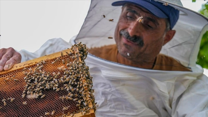 Uzmanından "Oğul veren 'firari arılar'dan korkmayın" uyarısı