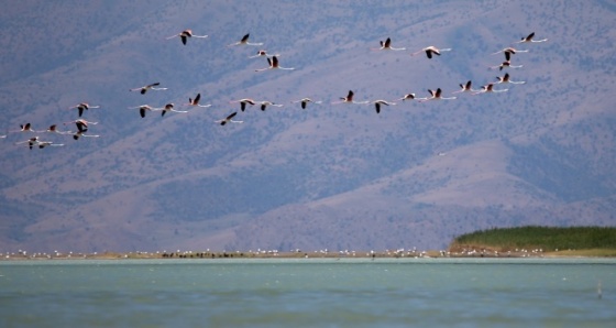 Van Gölü'nde flamingoların dansı