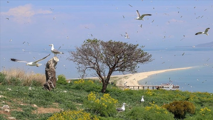 Van Gölü'nün dört adası etkinliklerle tanıtılıyor