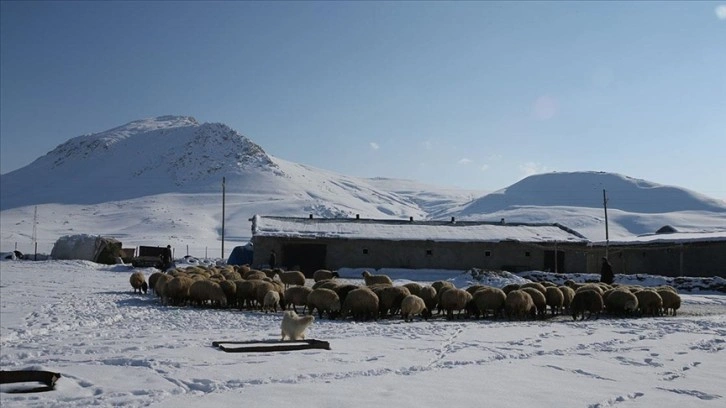 Van'da 3 yılda besicilere 165 bin koyun desteği verildi