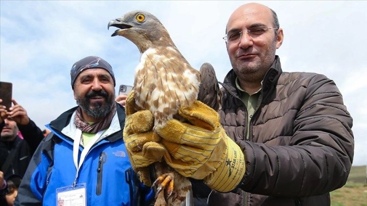 Van'da tedavileri tamamlanan kartal ve şahin doğaya salındı