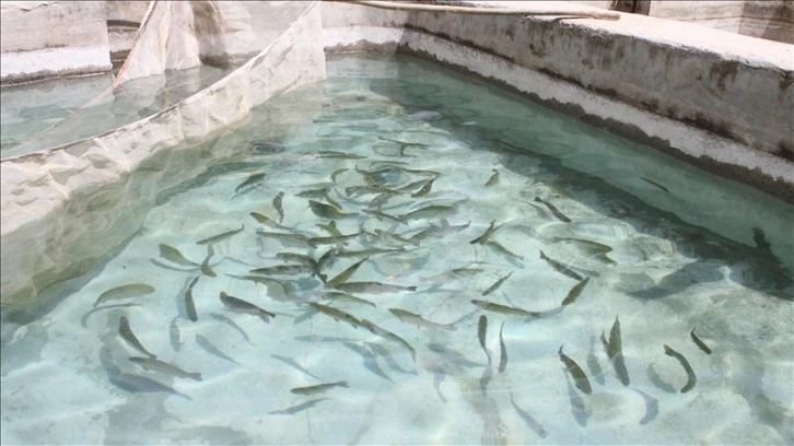 Van'da uygulanan devlet teşvikleriyle balık üretimi yaygınlaştırılıyor