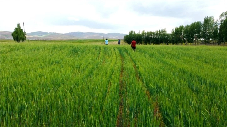 Van'ın Özalp ilçesinde 1500 ton arpa hasadı bekleniyor