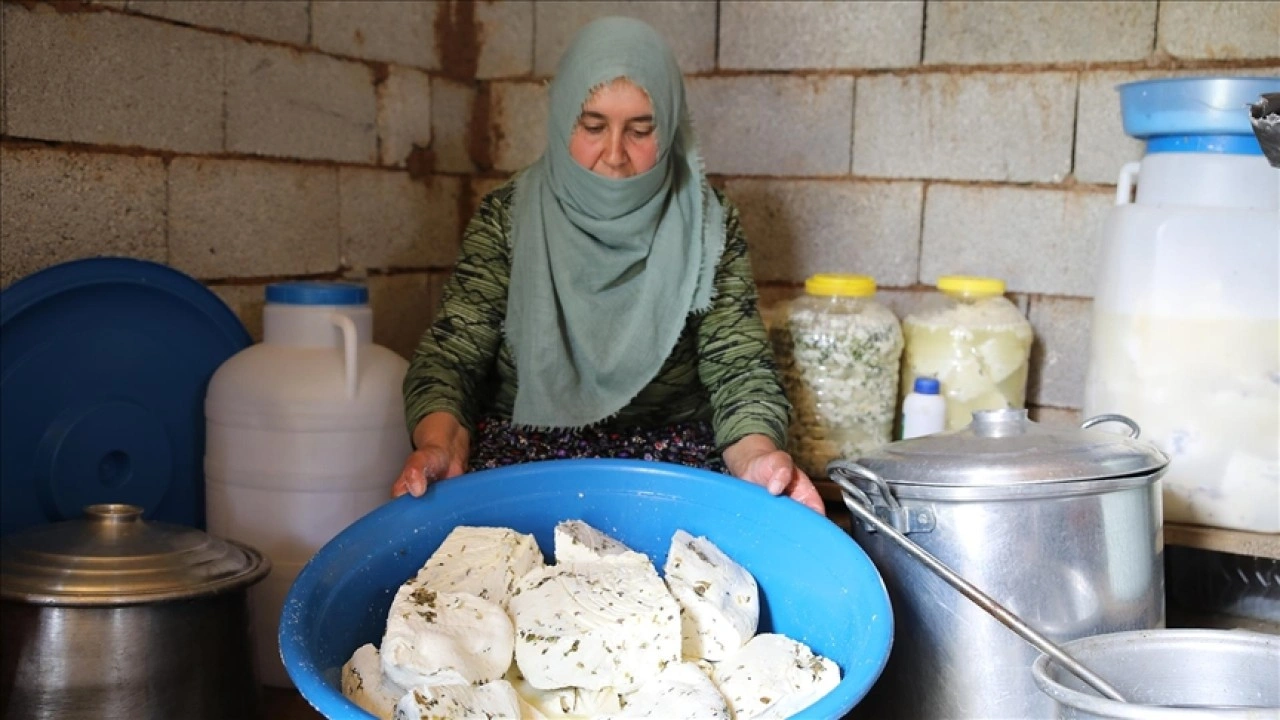 Vanlı besiciler 2 bin 700 rakımdaki yaylada otlu peynir üretiyor