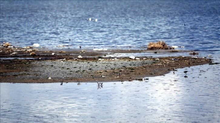 Vanlı öğrenciler Erçek Gölü'nde konaklayan flamingoları gözledi